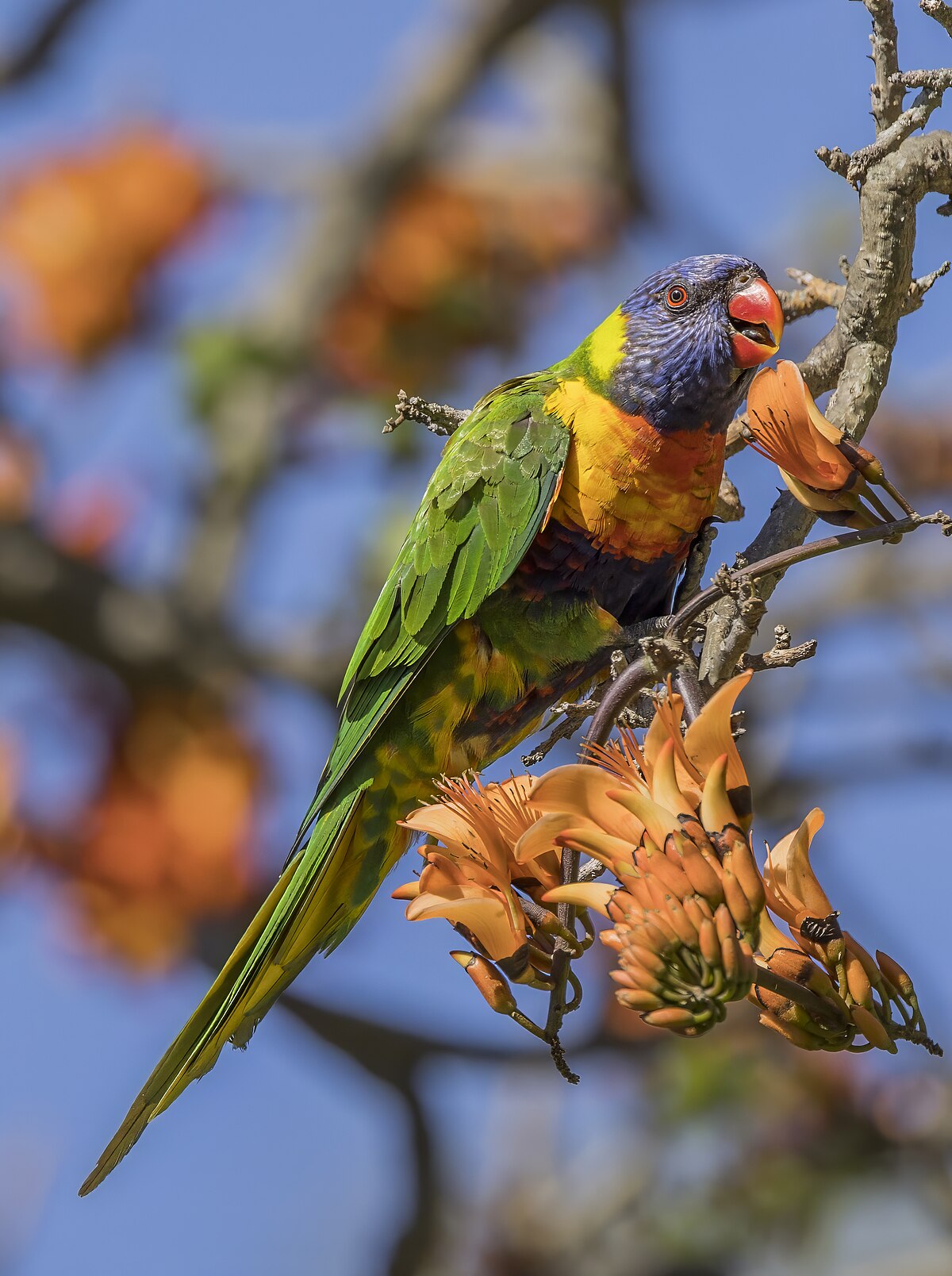 Lori Swainson — Trichoglossus moluccanus, portrét v Sydney