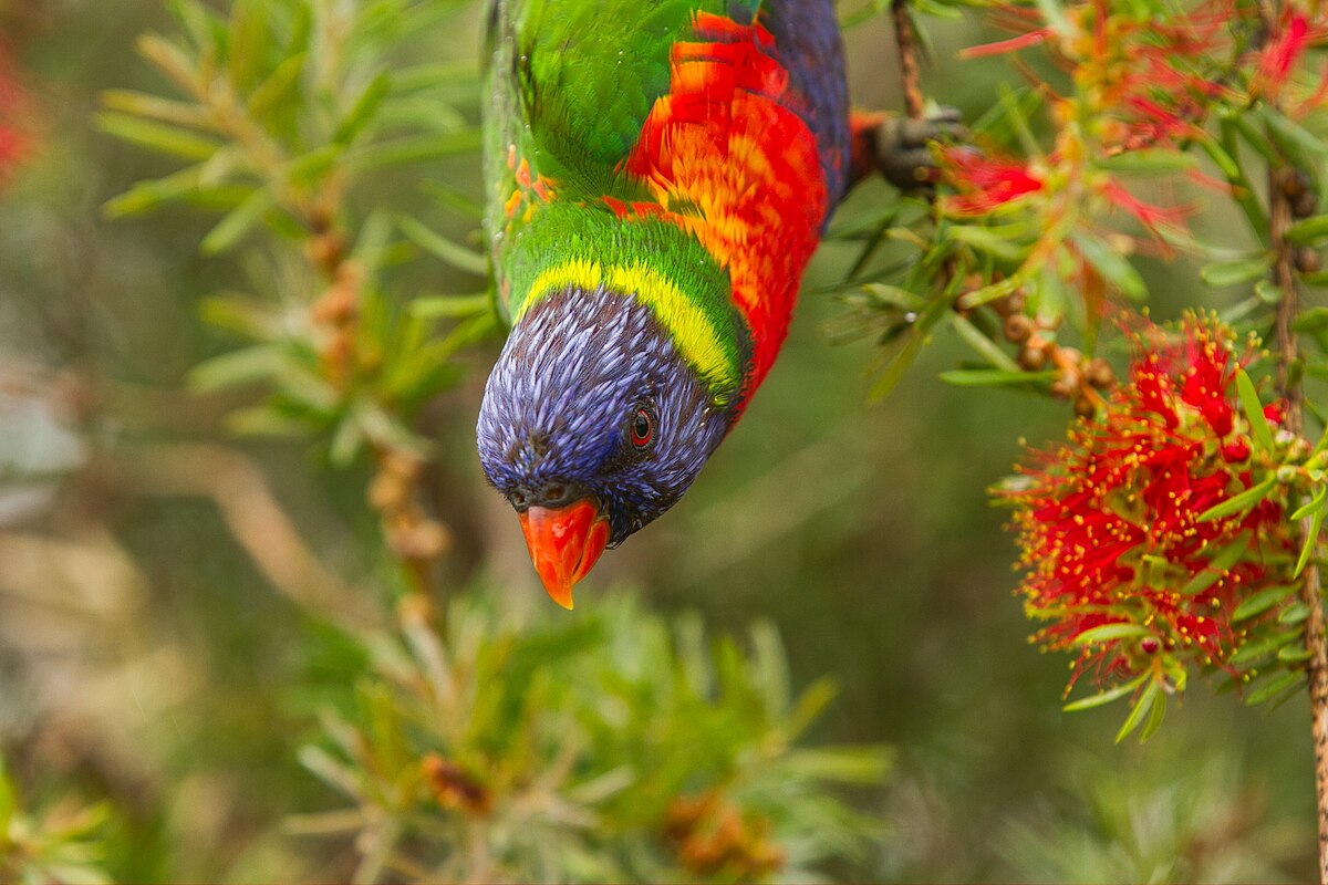 Rainbow Lorikeet — lori dúhový v Austrálii