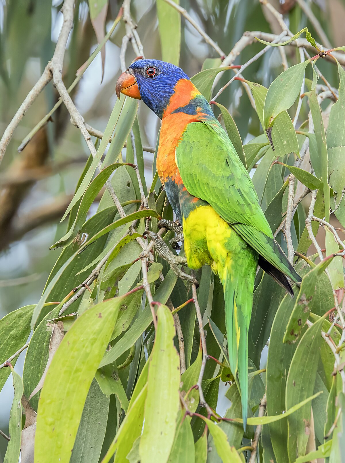 Lori červenogolierový - Trichoglossus rubritorquis, nektárový papagáj severnej Austrálie