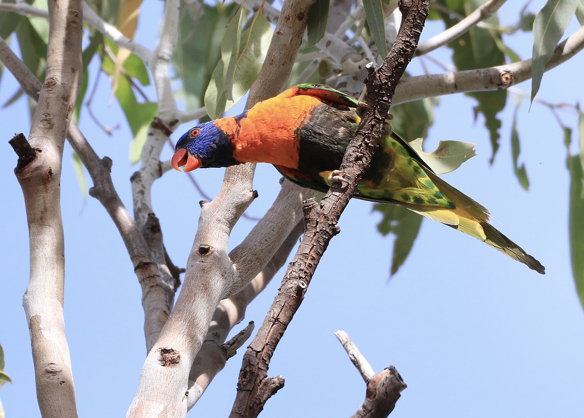 Red-collared Lorikeet — lori červenogolierový, detail sfarbenia