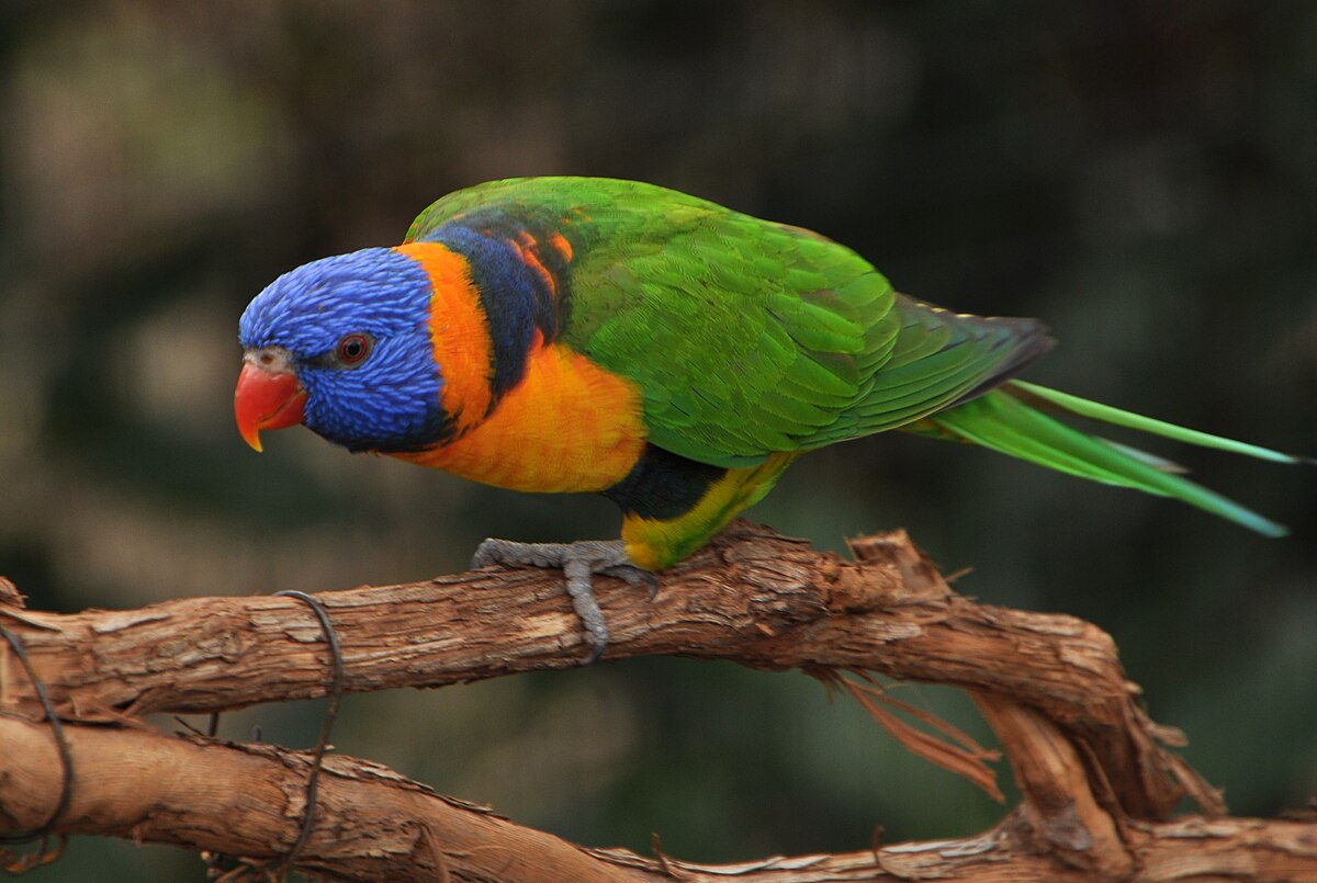 Trichoglossus rubritorquis — lori červenogolierový v zoo Cincinnati