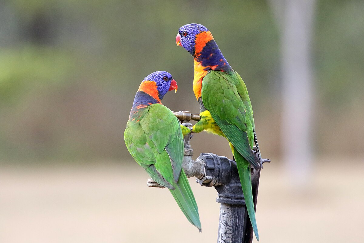 Lori červenogolierový alebo dúhový — Red-collared or Rainbow Lorikeet