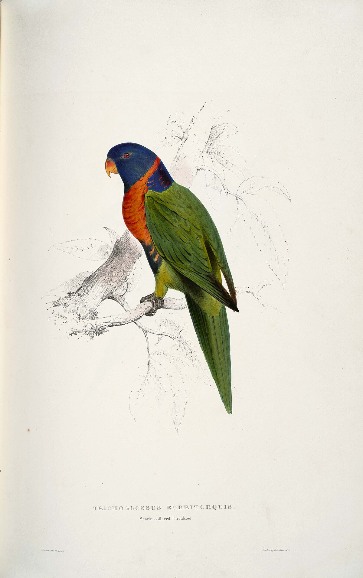 Trichoglossus rubritorquis — historická ilustrácia Edwarda Leara