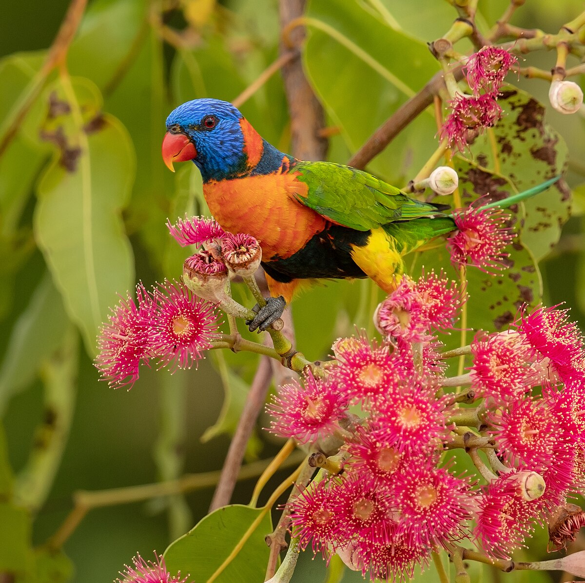 Red-collared Lorikeet — lori červenogolierový v Austrálii