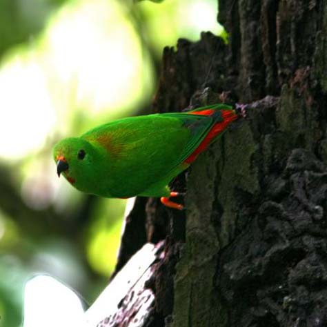 Lorík ozdobný (Loriculus amabilis) | LePet.sk