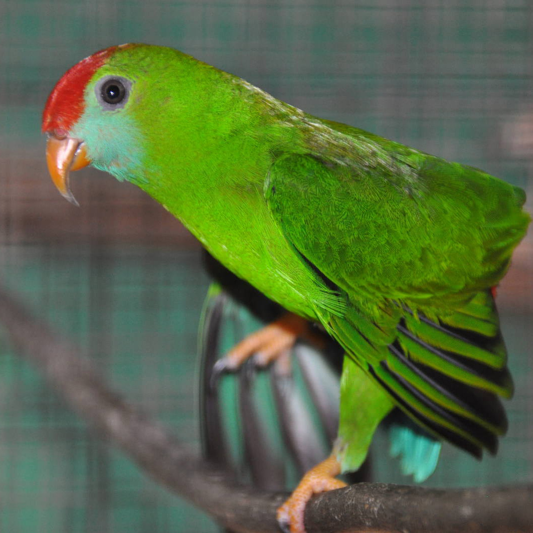 Lorík filipínsky (Loriculus philippensis) | LePet.sk