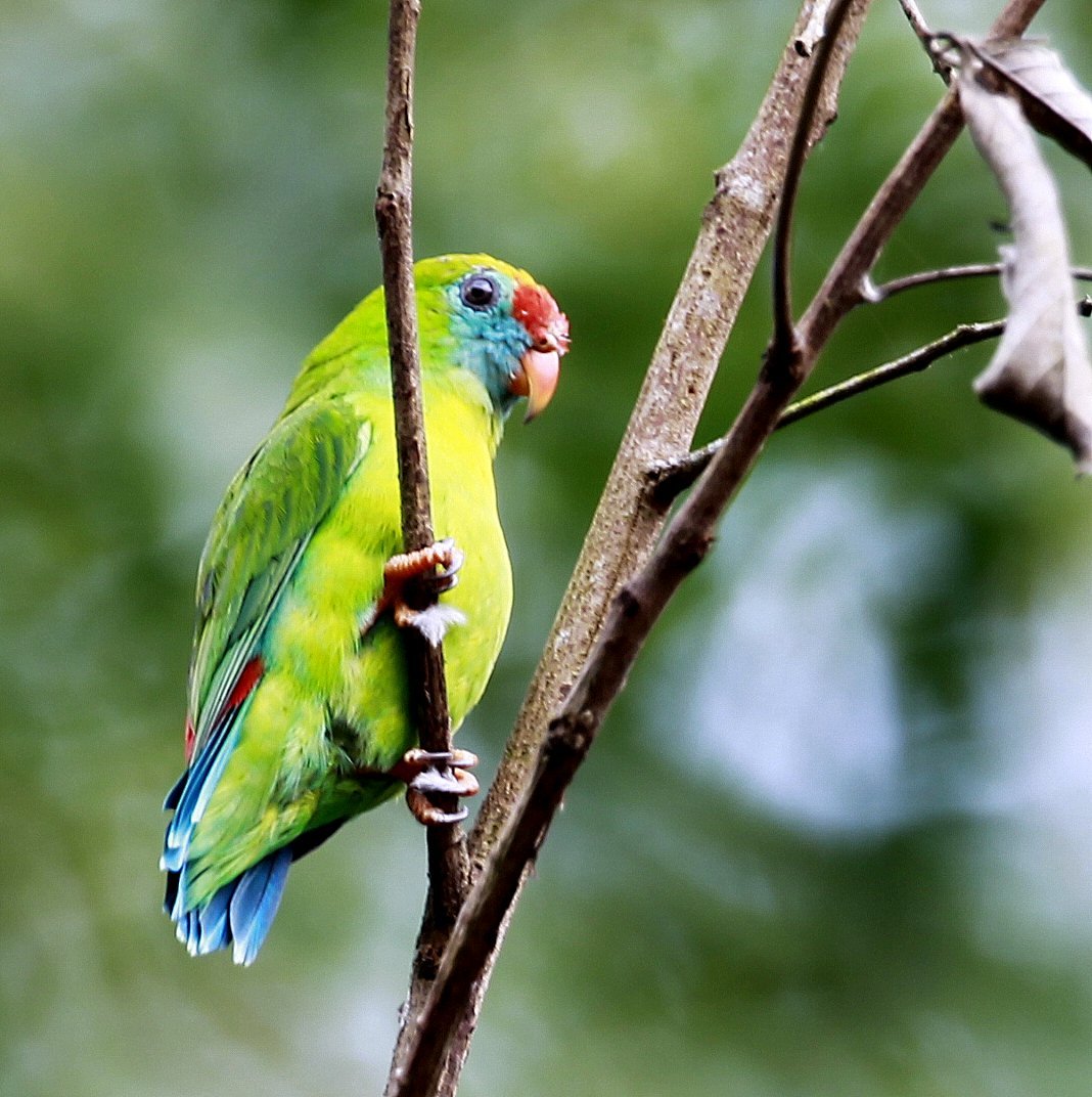 Lorík filipínsky (Loriculus philippensis) | LePet.sk