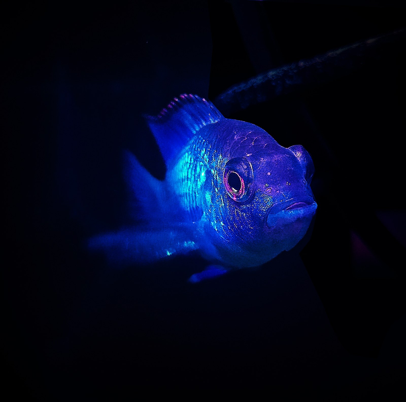 Akara elektricky modrá (electric blue acara) (Andinoacara pulcher)