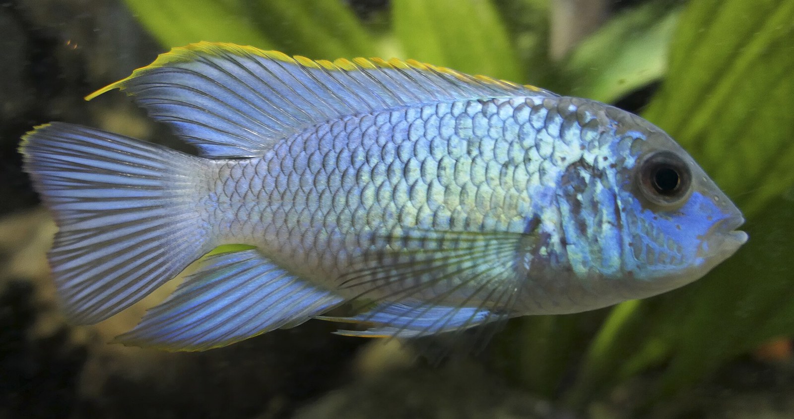 Akara elektricky modrá (Andinoacara pulcher) — chovateľská electric blue forma, bočný pohľad