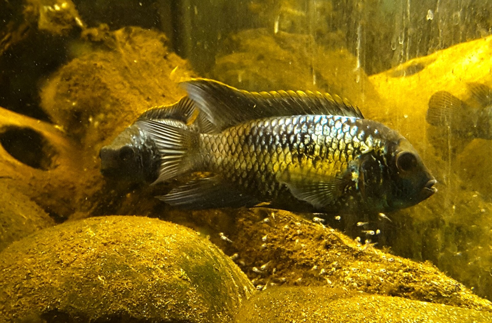 Divo sfarbený modrý akara stráži kŕdeľ plôdika na dne nádrže