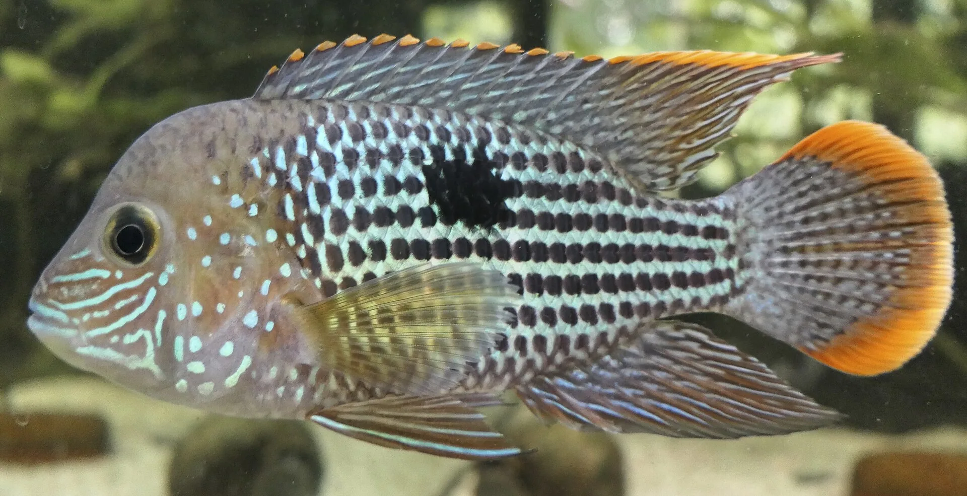 Akara zelená (green terror)