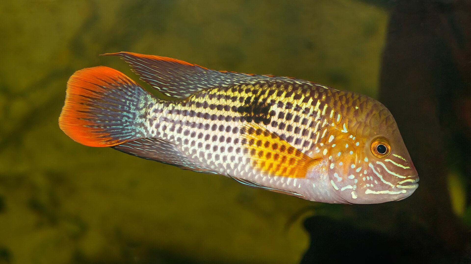 Akara zelená (Andinoacara rivulatus) — dospelý samec so zlato-oranžovým lemom chvostovej a chrbtovej plutvy