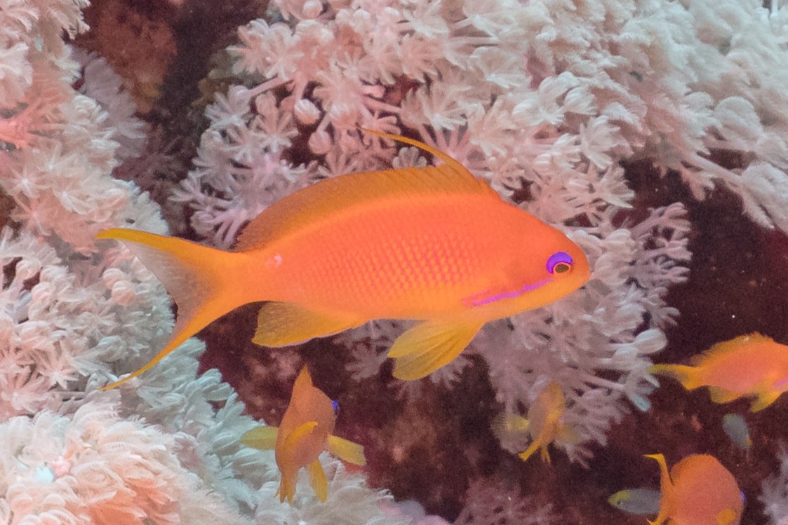 Anthias zlatý (Pseudanthias squamipinnis)