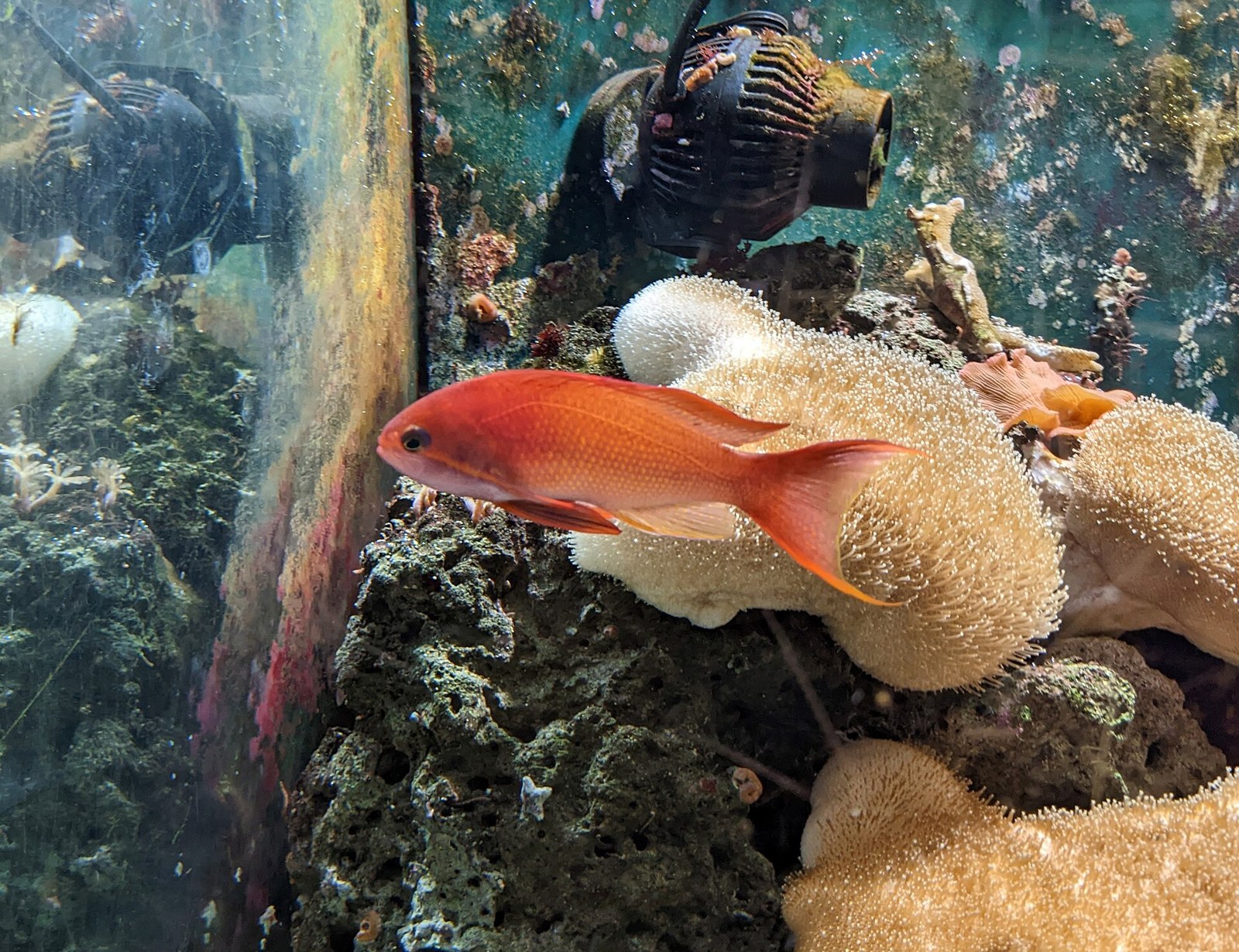 Anthias zlatý (Pseudanthias squamipinnis) — detail