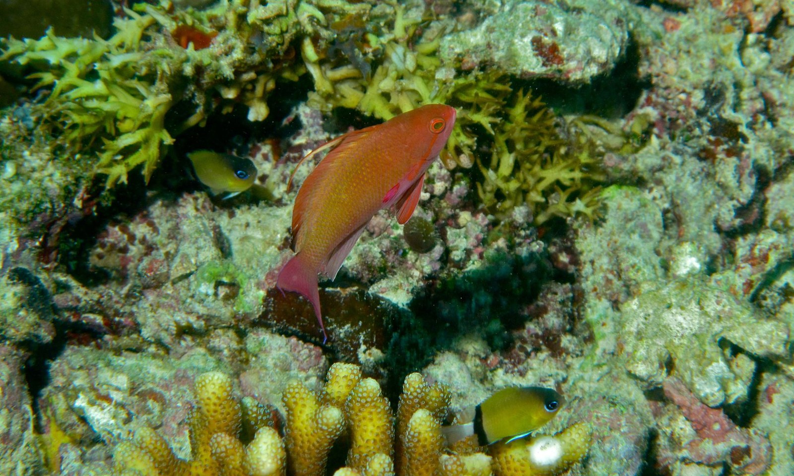 Anthias zlatý (Pseudanthias squamipinnis) — v akváriu / biotop