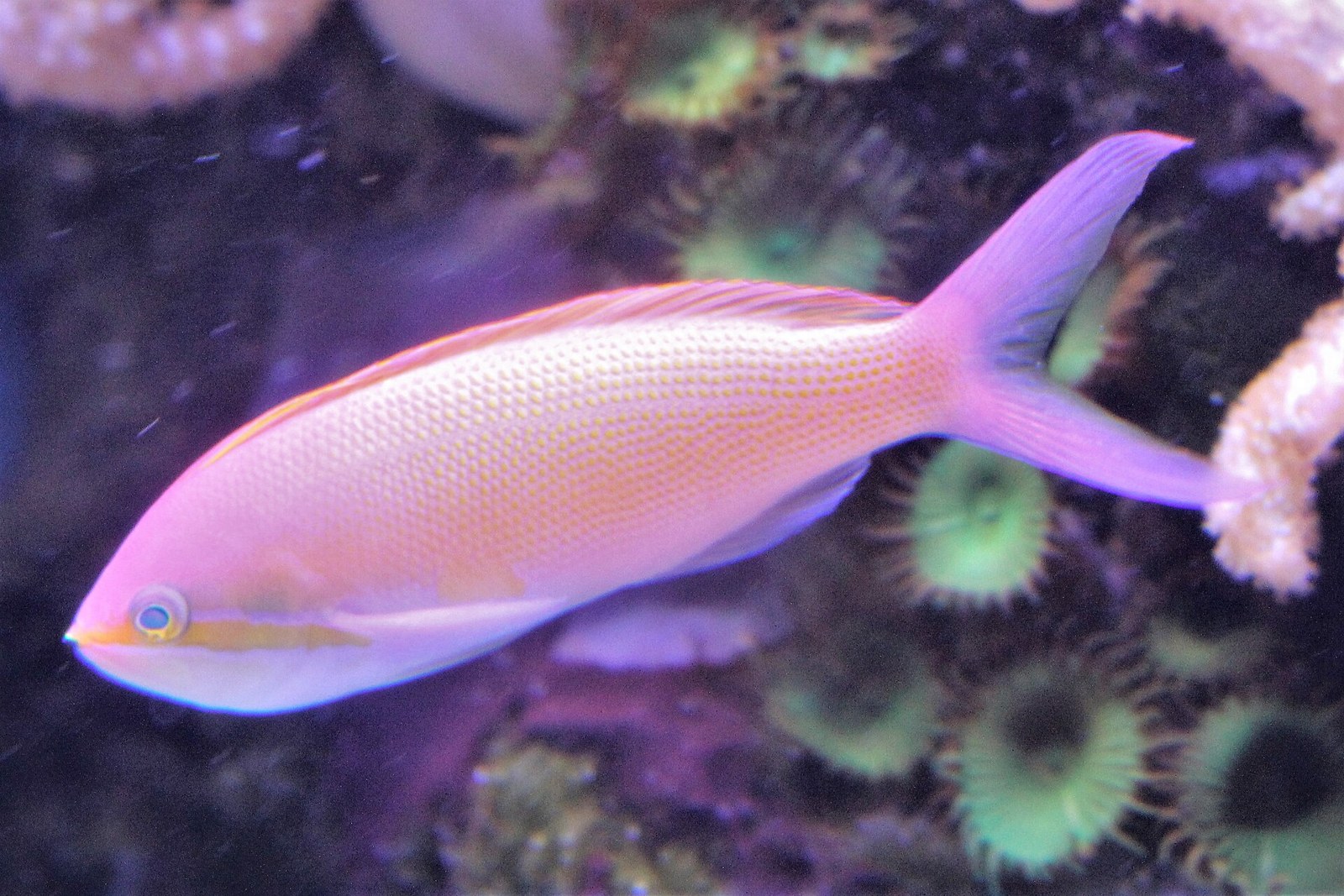 Anthias zlatý (Pseudanthias squamipinnis) — ďalší pohľad