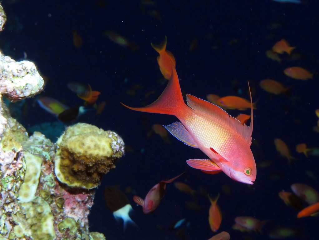 Anthias zlatý (Pseudanthias squamipinnis) — detail