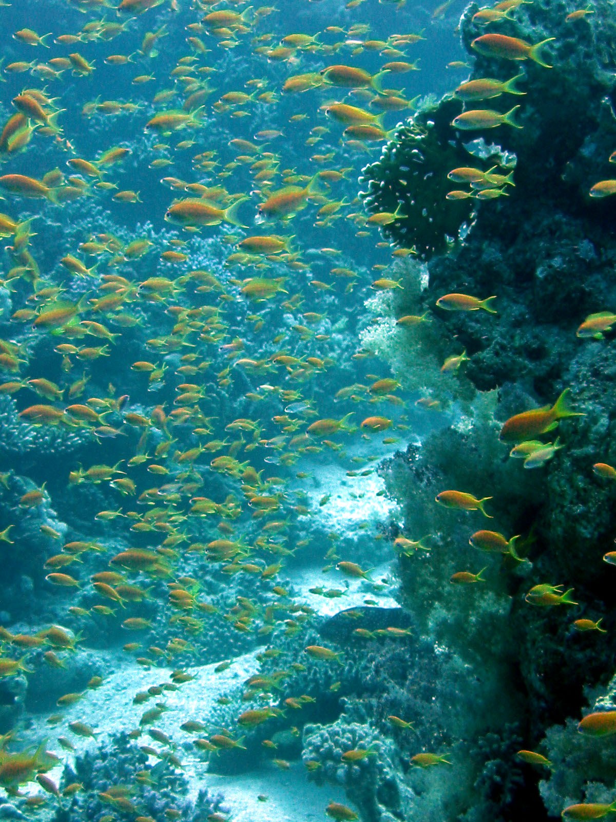 Anthias zlatý (Pseudanthias squamipinnis) — správanie / skupina