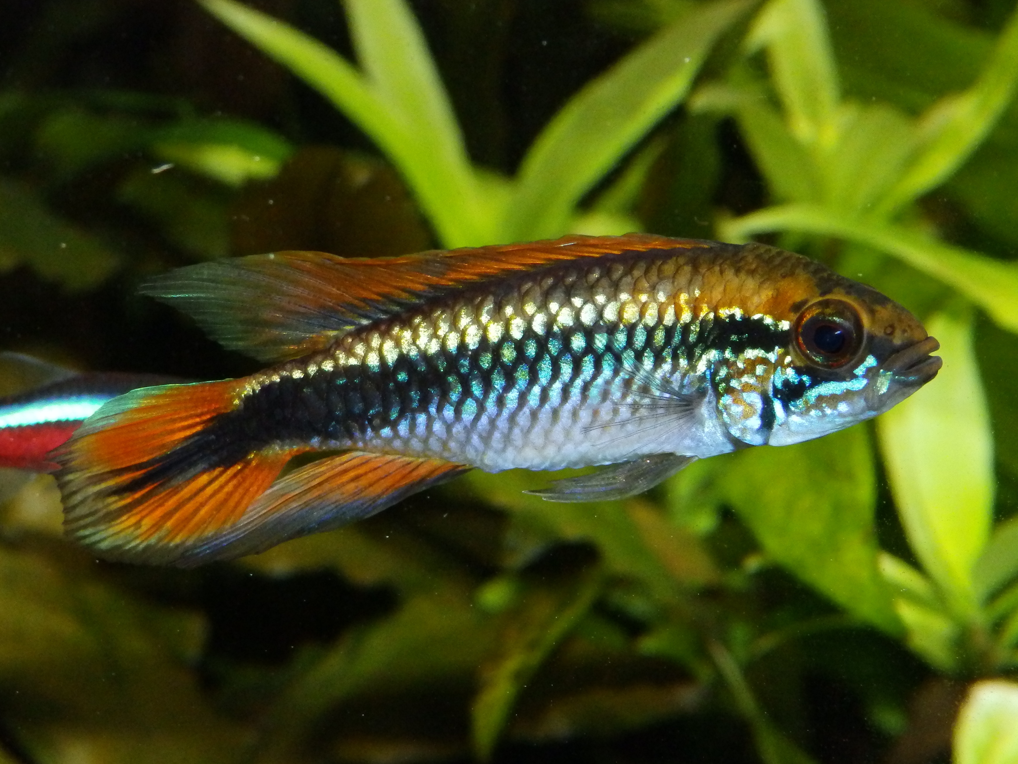 Apistogramma agassiziho