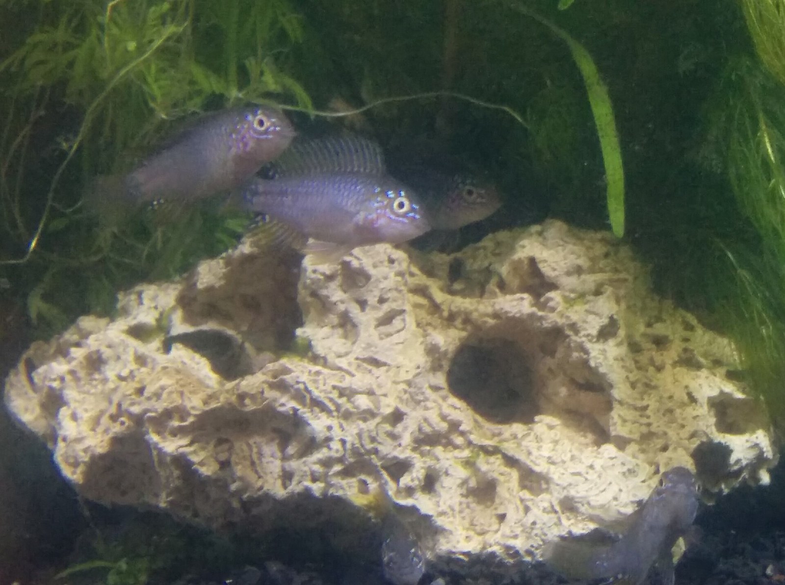 Apistogramma Borelliho (Apistogramma borellii)