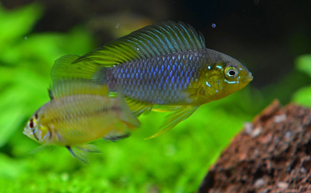 Apistogramma Borelliho (Apistogramma borellii) — pár v prirodzenom sfarbení, viditeľný pohlavný dimorfizmus