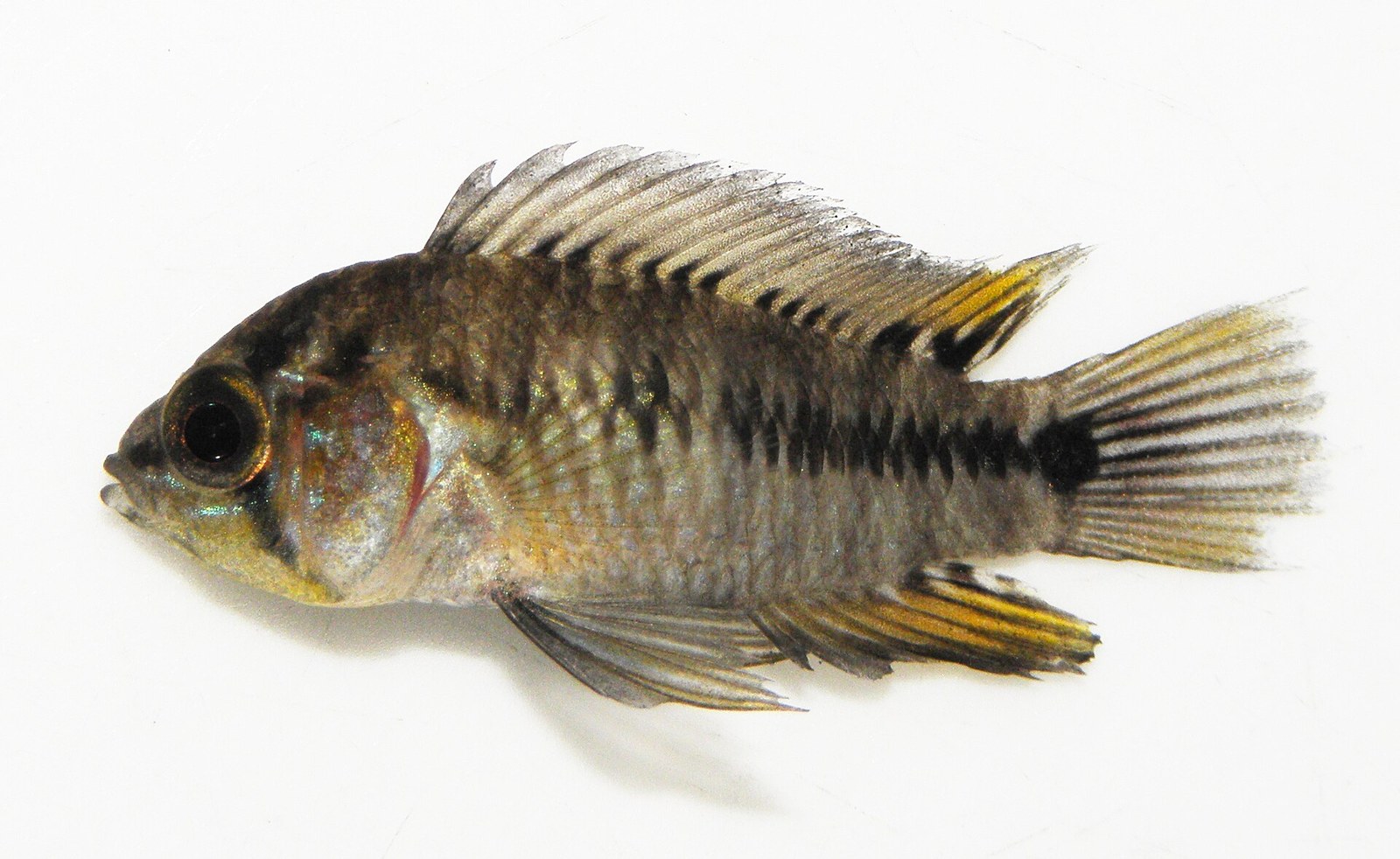 Apistogramma Borelliho (Apistogramma borellii) — bočný pohľad na dospelého jedinca