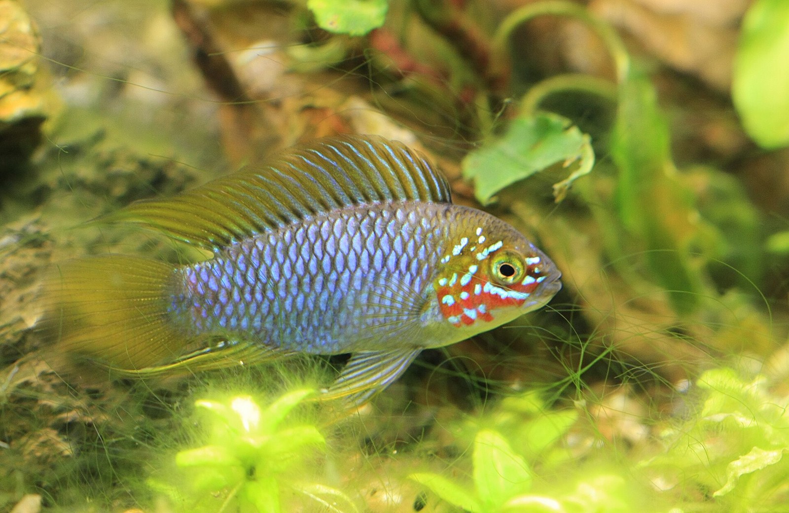 Apistogramma Borelliho (Apistogramma borellii) — samec formy „Opal“ s roztiahnutými vejárovitými plutvami