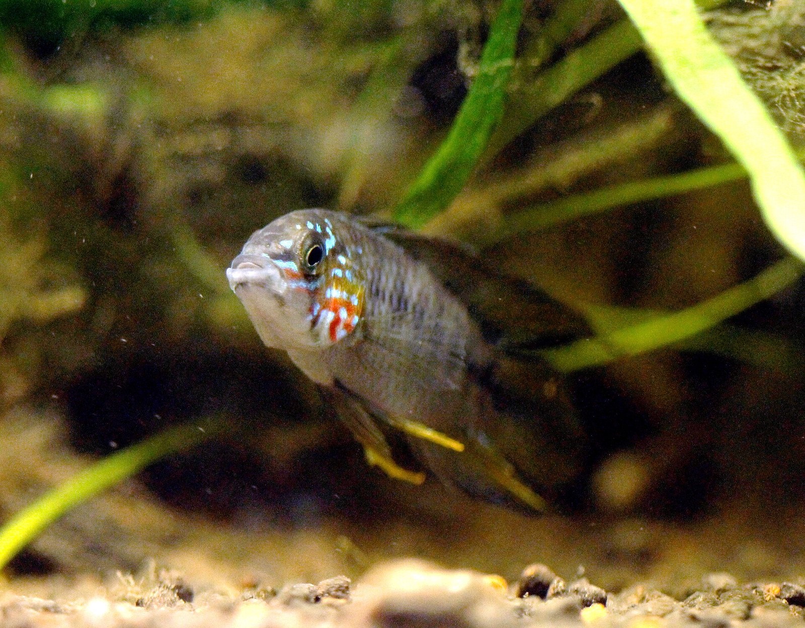 Apistogramma Borelliho (Apistogramma borellii) — forma „Opal“ v akváriu, detail modrastého sfarbenia