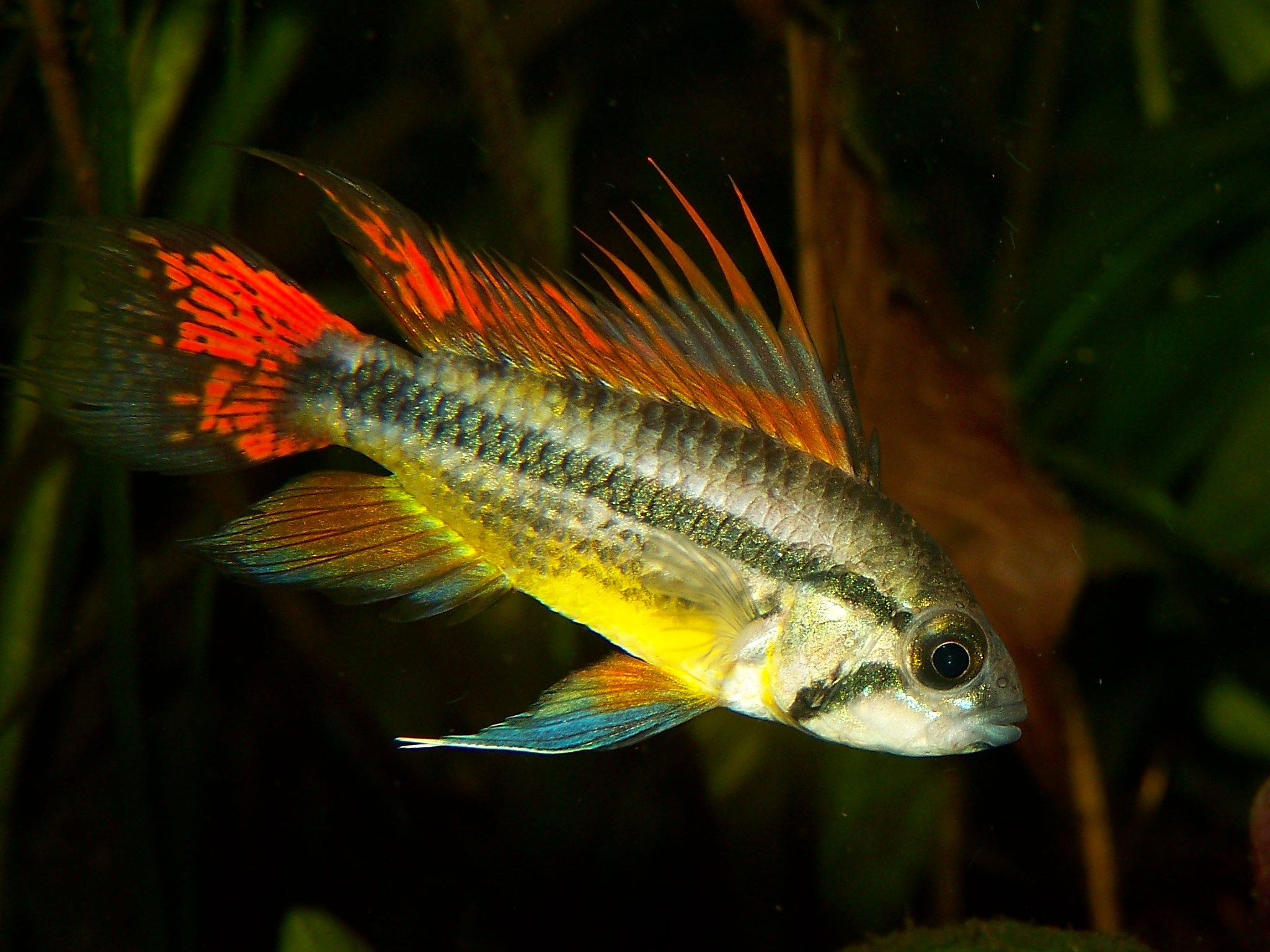 Apistogramma kakatu