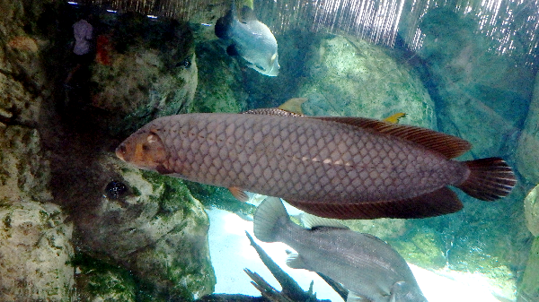 Arowana africká