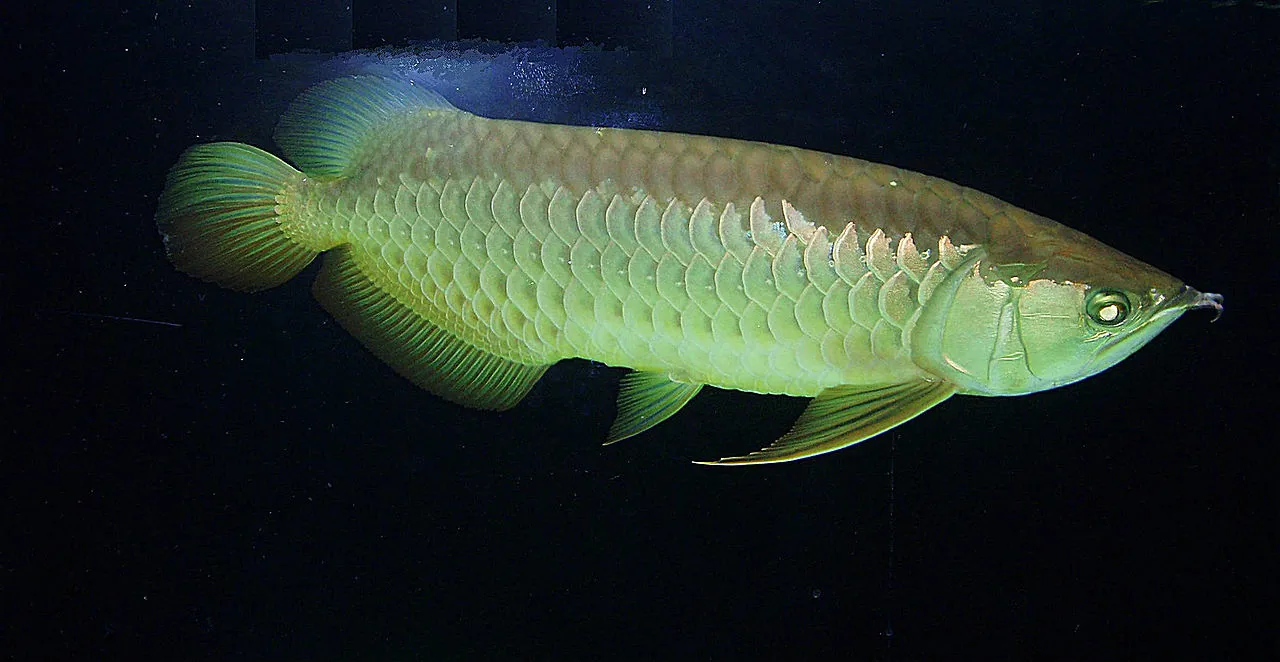 Arowana ázijská — celotelový pohľad, detail sfarbenia šupín