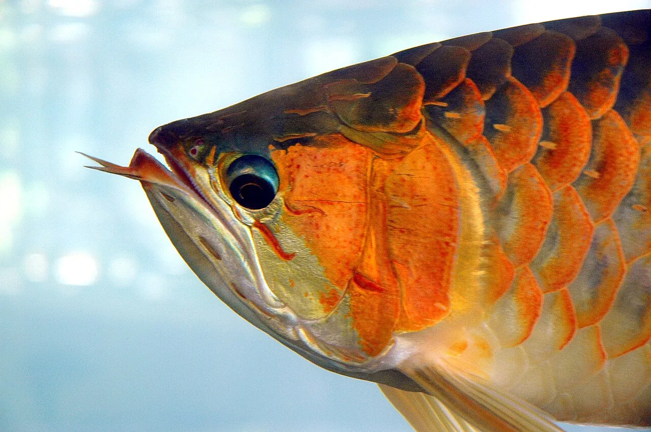 Arowana ázijská — detail hlavy a fúzikov na spodnej čeľusti