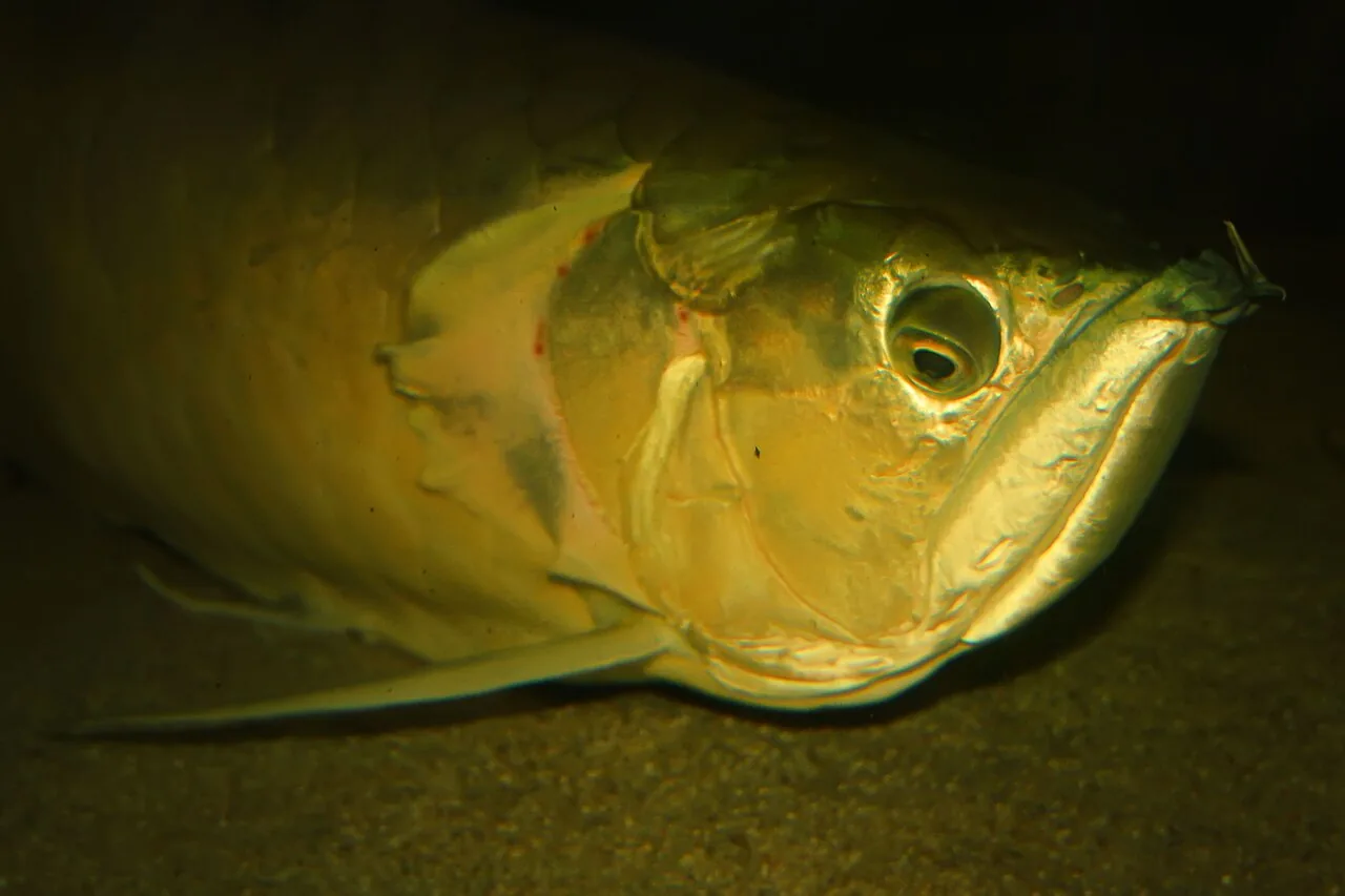 Arowana ázijská — telo v bočnom pohľade s veľkými šupinami