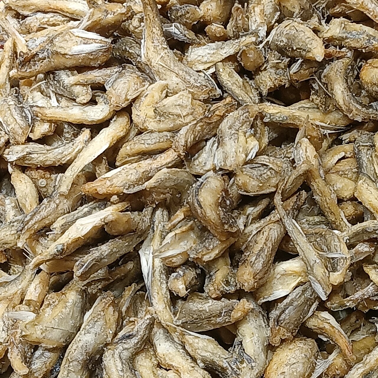 Arowana ázijská — pohľad zhora na telo a chrbtovú líniu