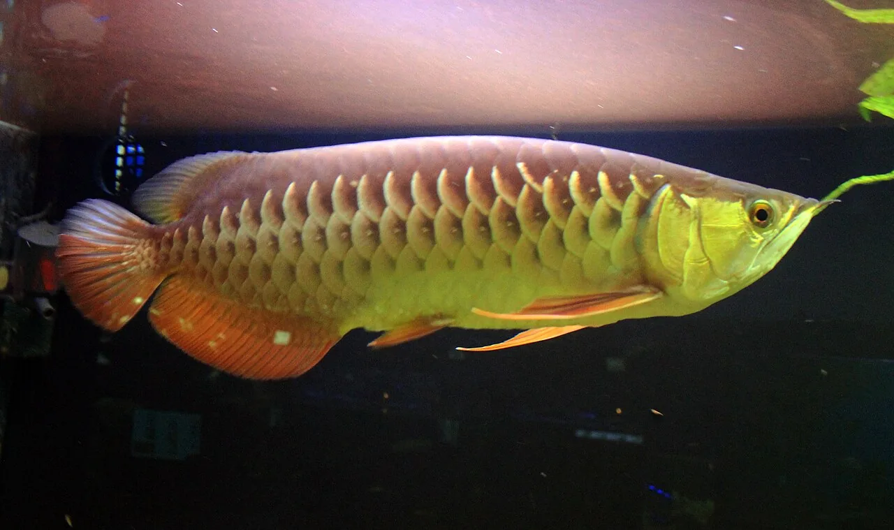 Arowana ázijská v akváriovom chove