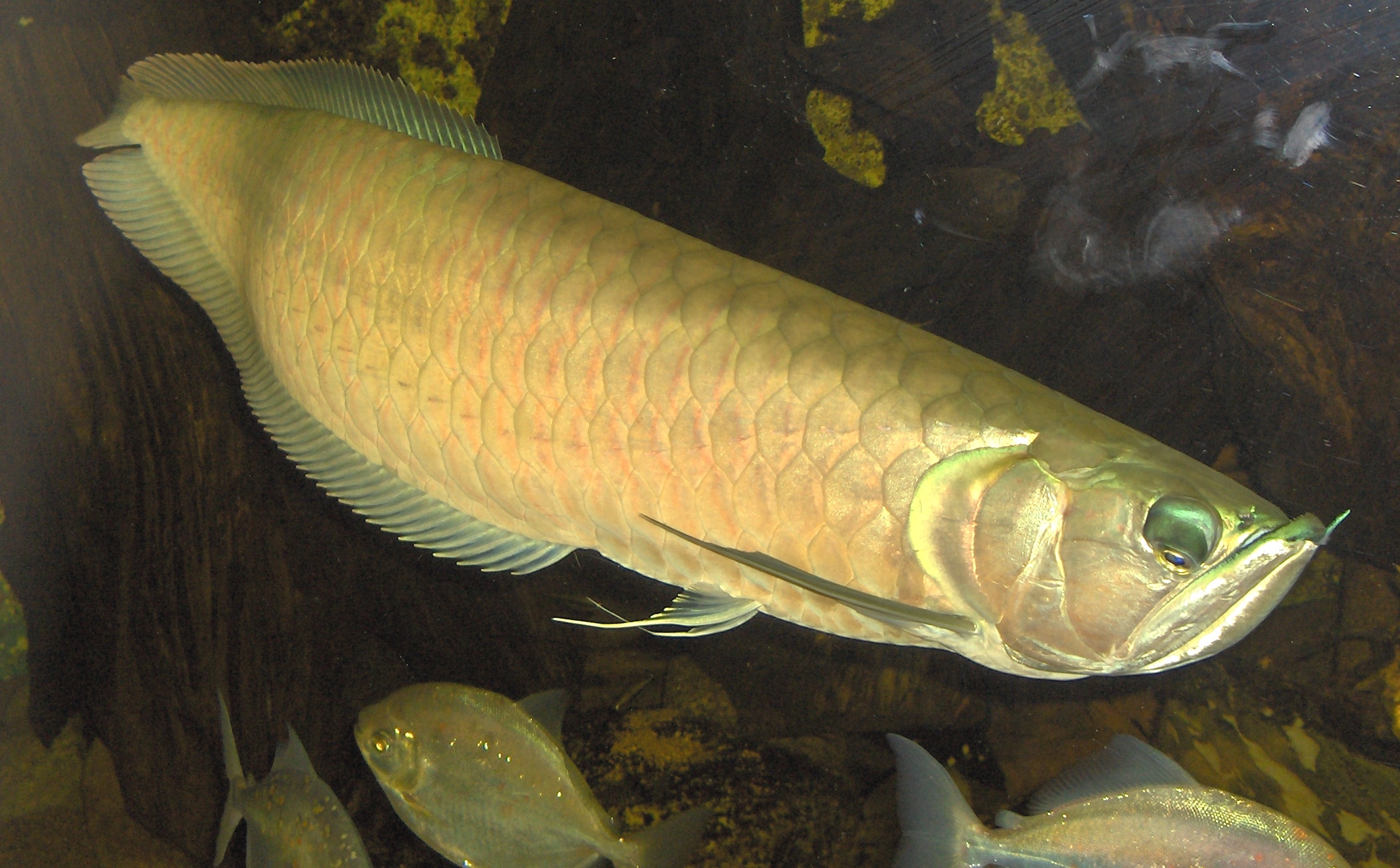 Arowana strieborná