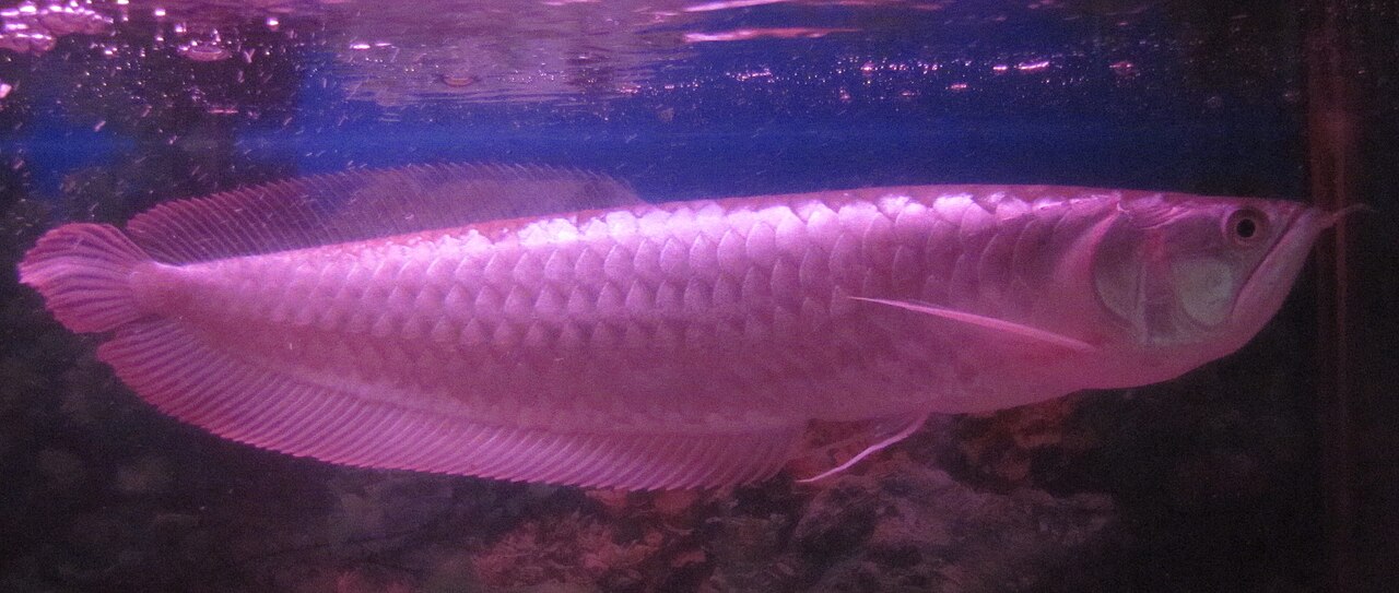 Arowana strieborná pod výrazným ružovým akváriovým osvetlením