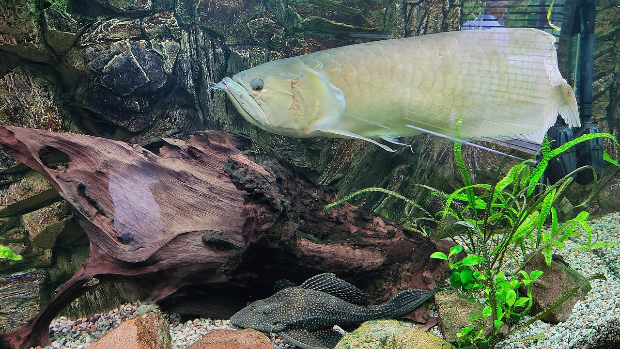 Arowana strieborná v zariadenej nádrži s koreňom, rastlinami a plecom pri dne