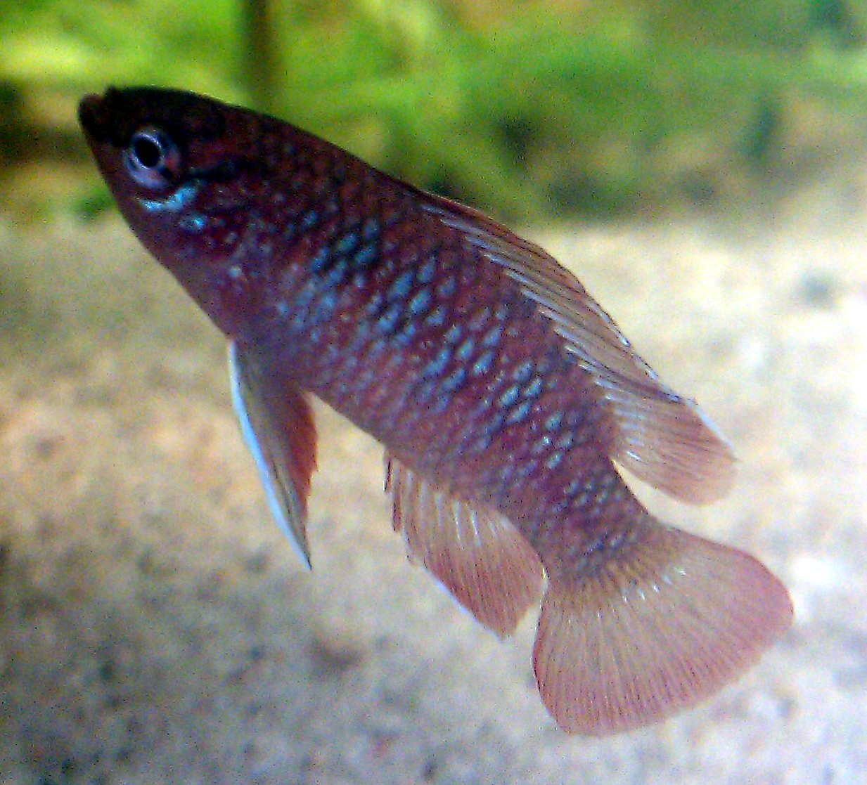 Badis šarlátový