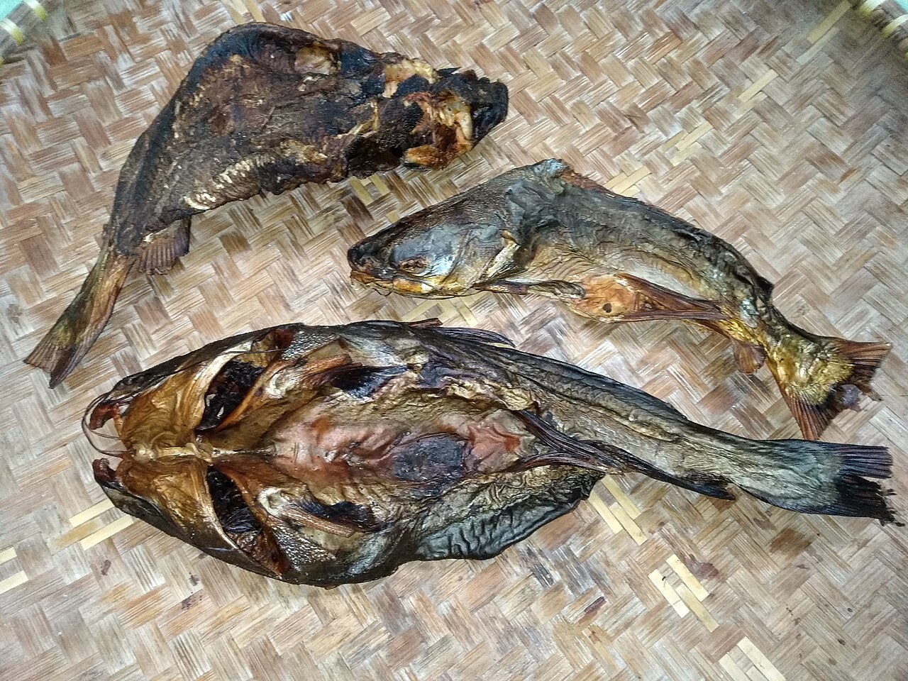 Bagrus tigrovaný (Asian RTC)