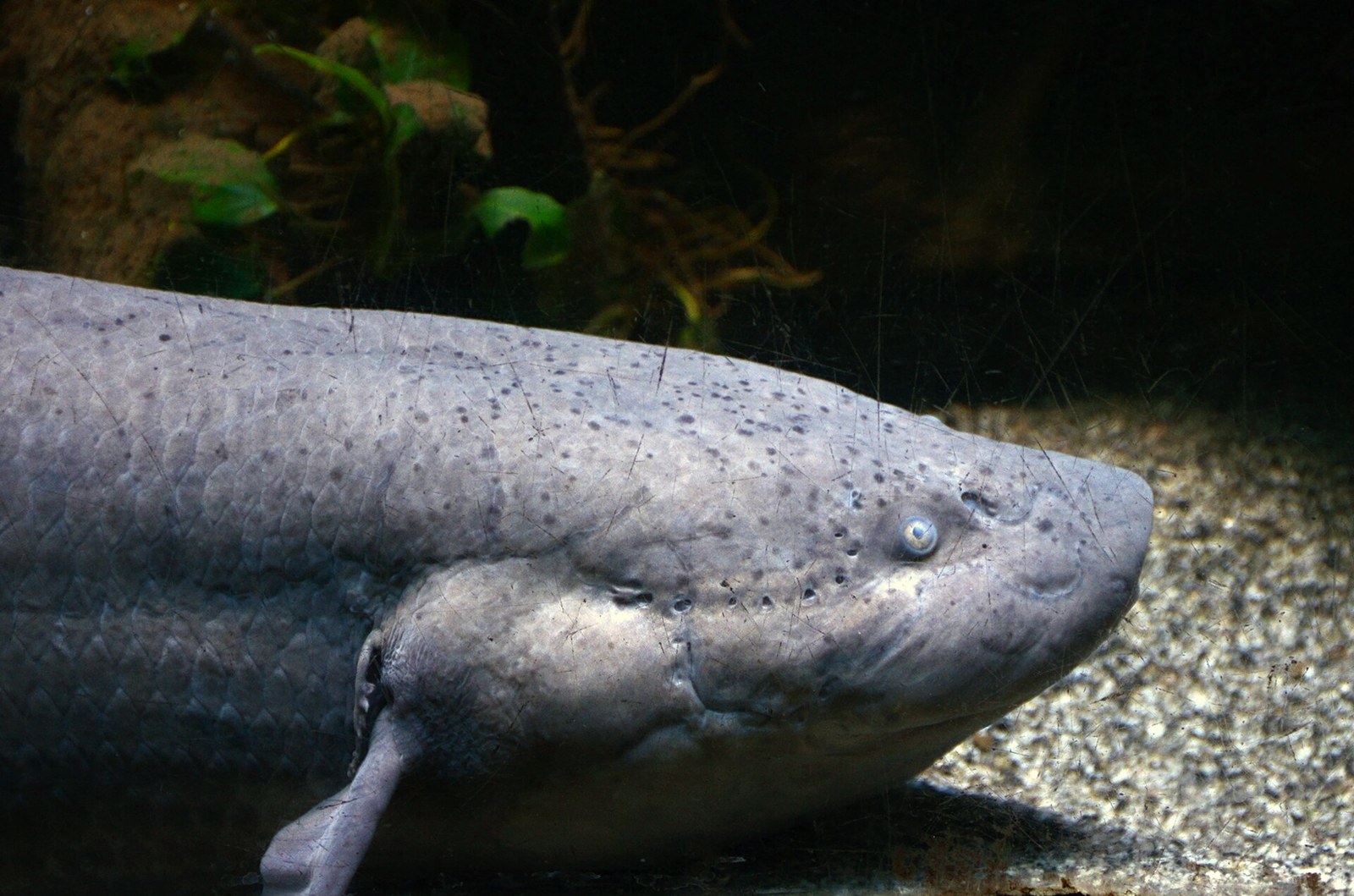 Bahník africký (Protopterus annectens)