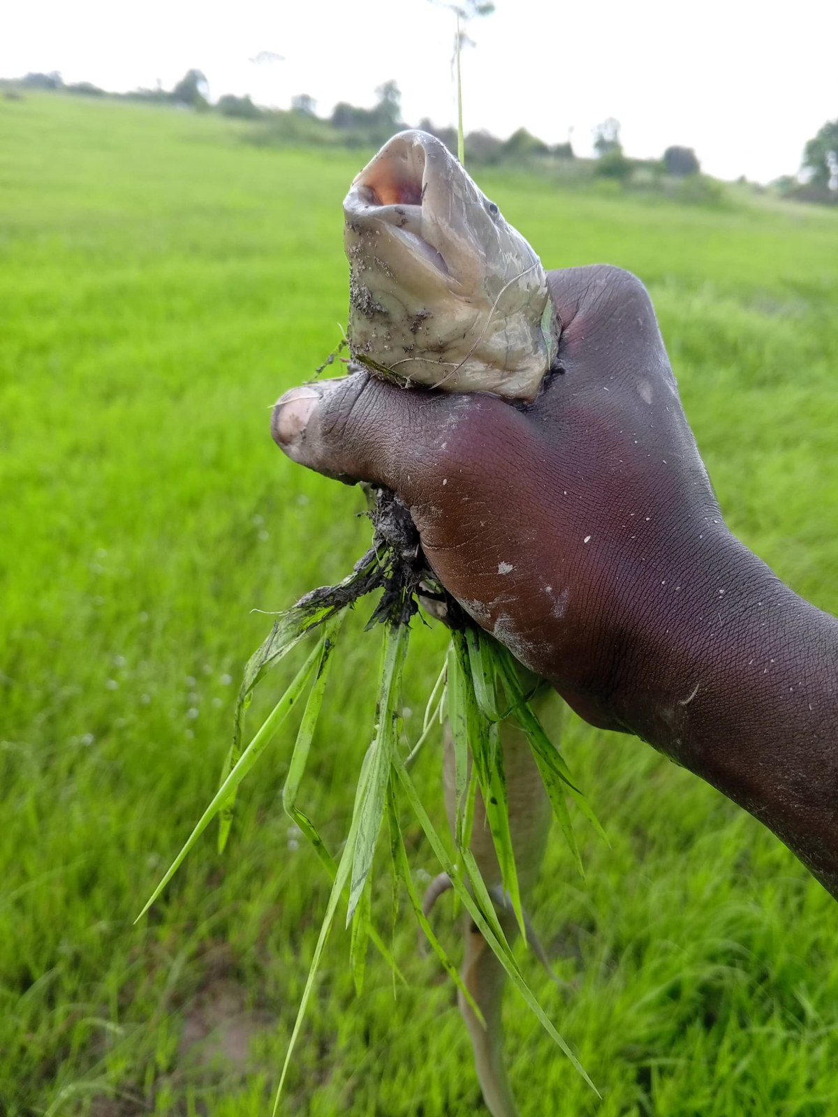 Bahník africký (Protopterus annectens) — živý jedinec ulovený na zaplavenom poli