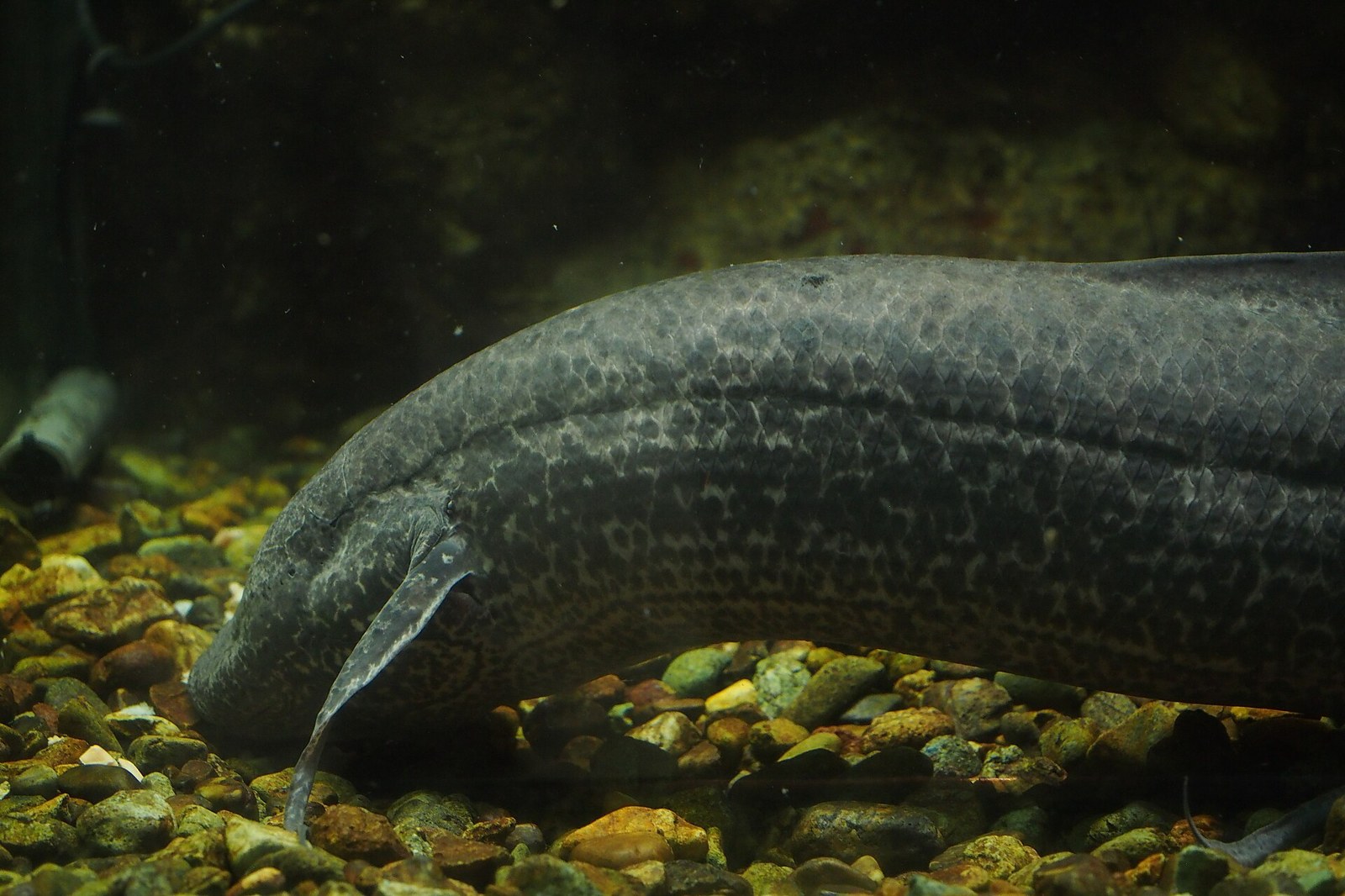 Bahník africký (Protopterus annectens) — dospelec nad štrkom s niťovitou plutvou