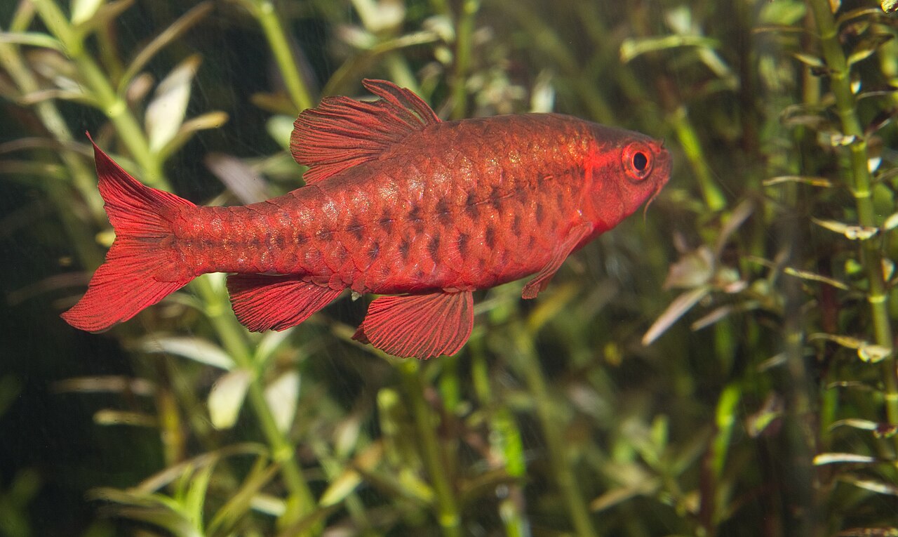 Foto 6