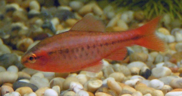 Barbus cherry