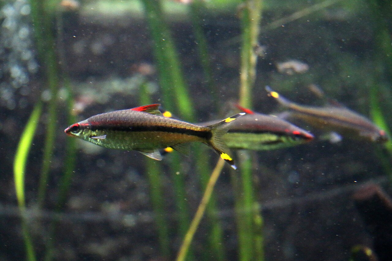 Foto 6