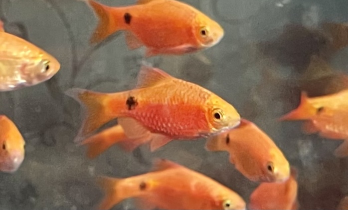 Barbus rosy