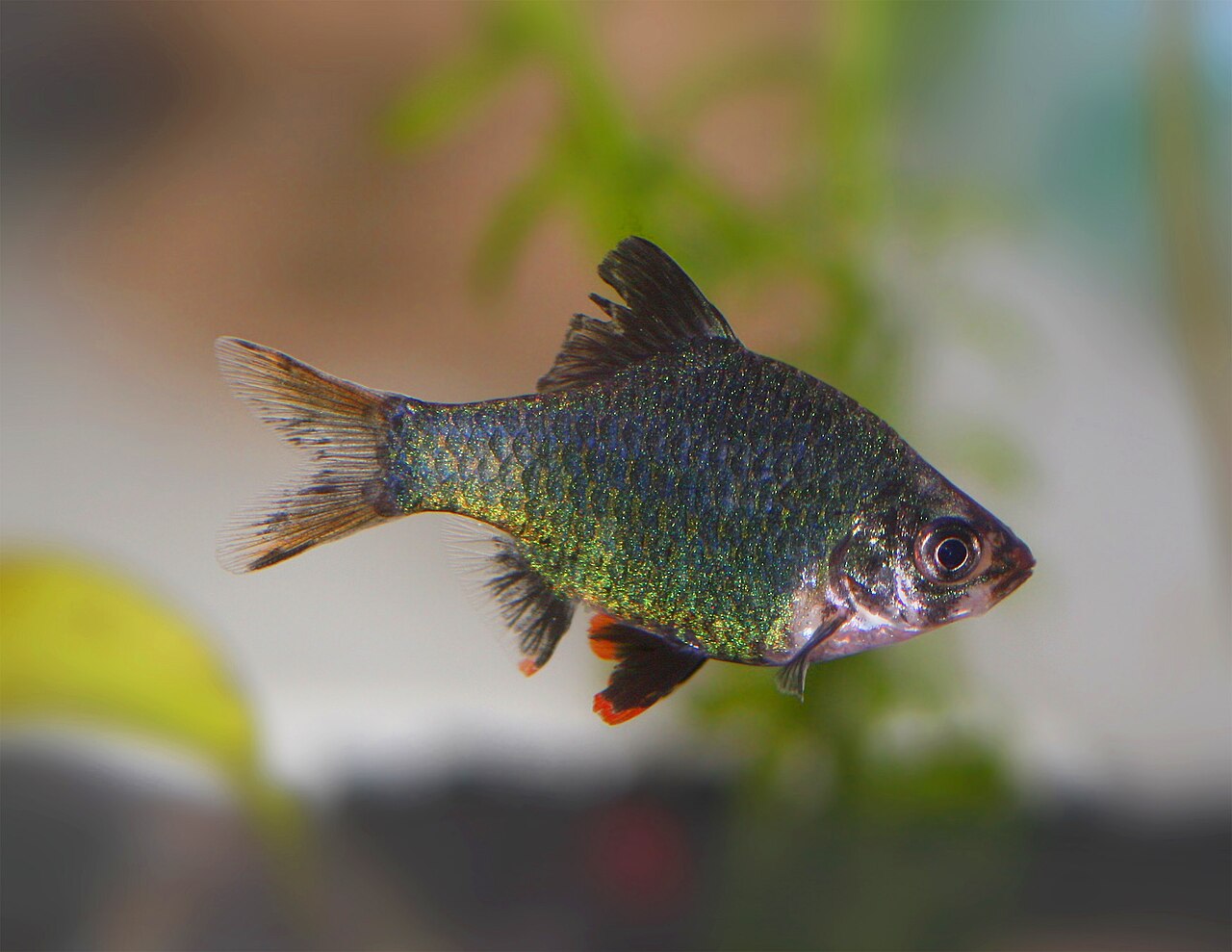 Foto 4