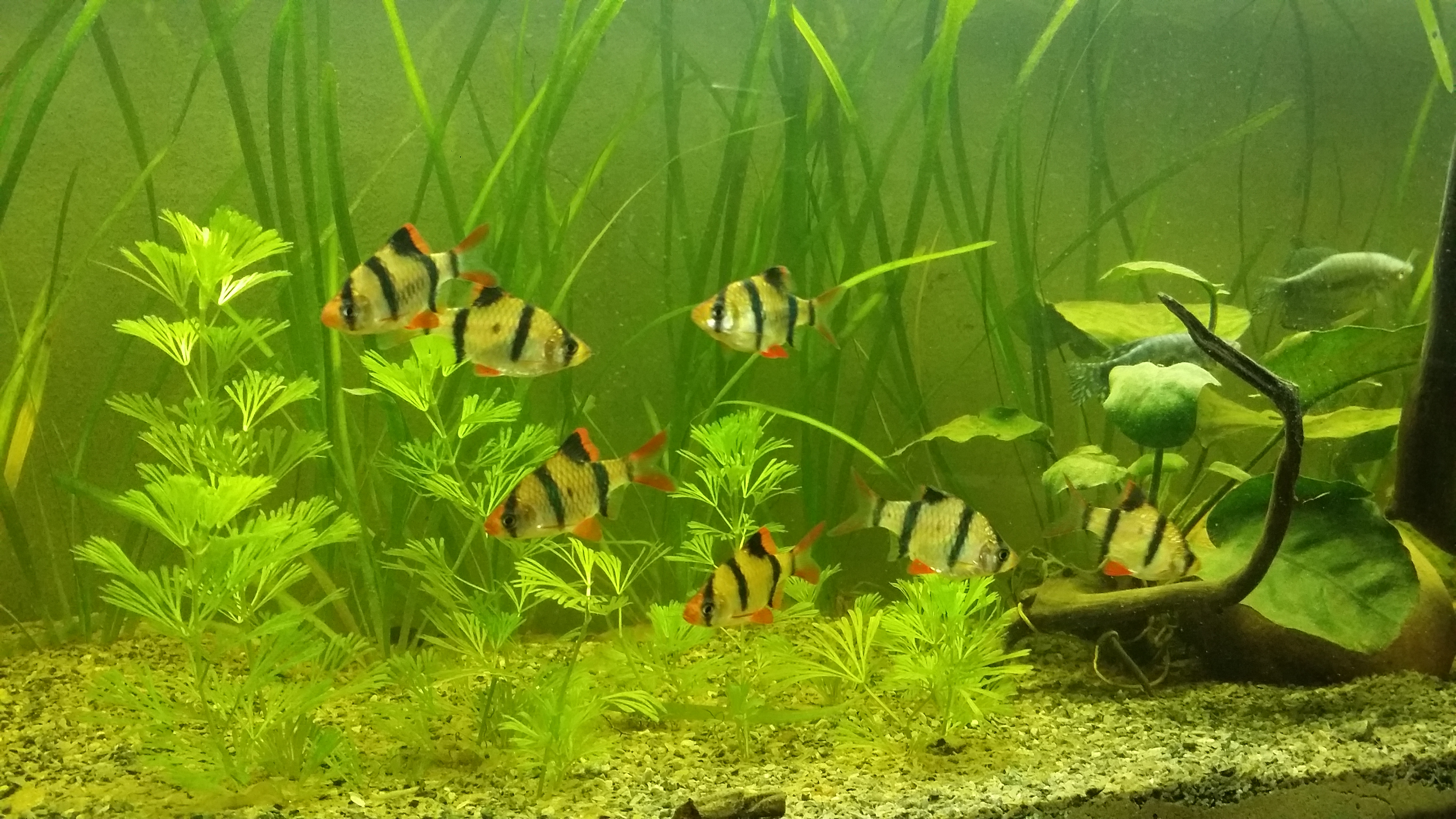 Barbus sumatra (tiger)
