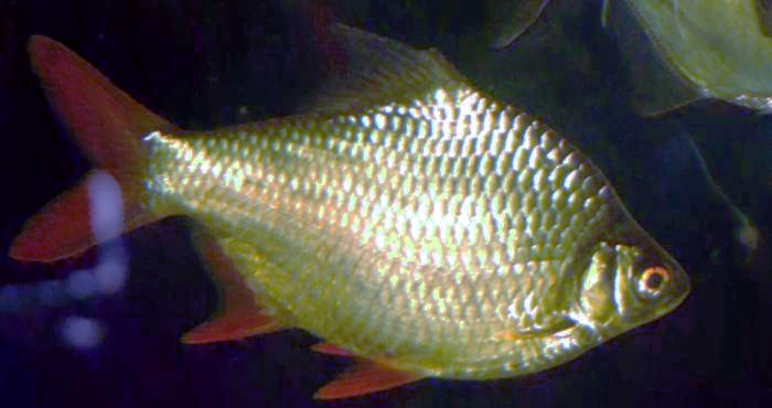 Barbus cínový (tinfoil) (Barbonymus schwanenfeldii)
